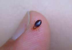 bedbug