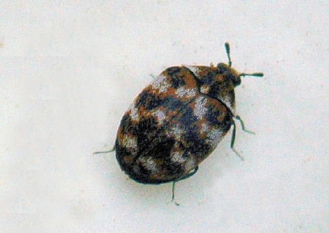 carpetbeetle