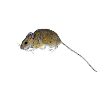 Field Mouse (Apodemus sylvaticus)