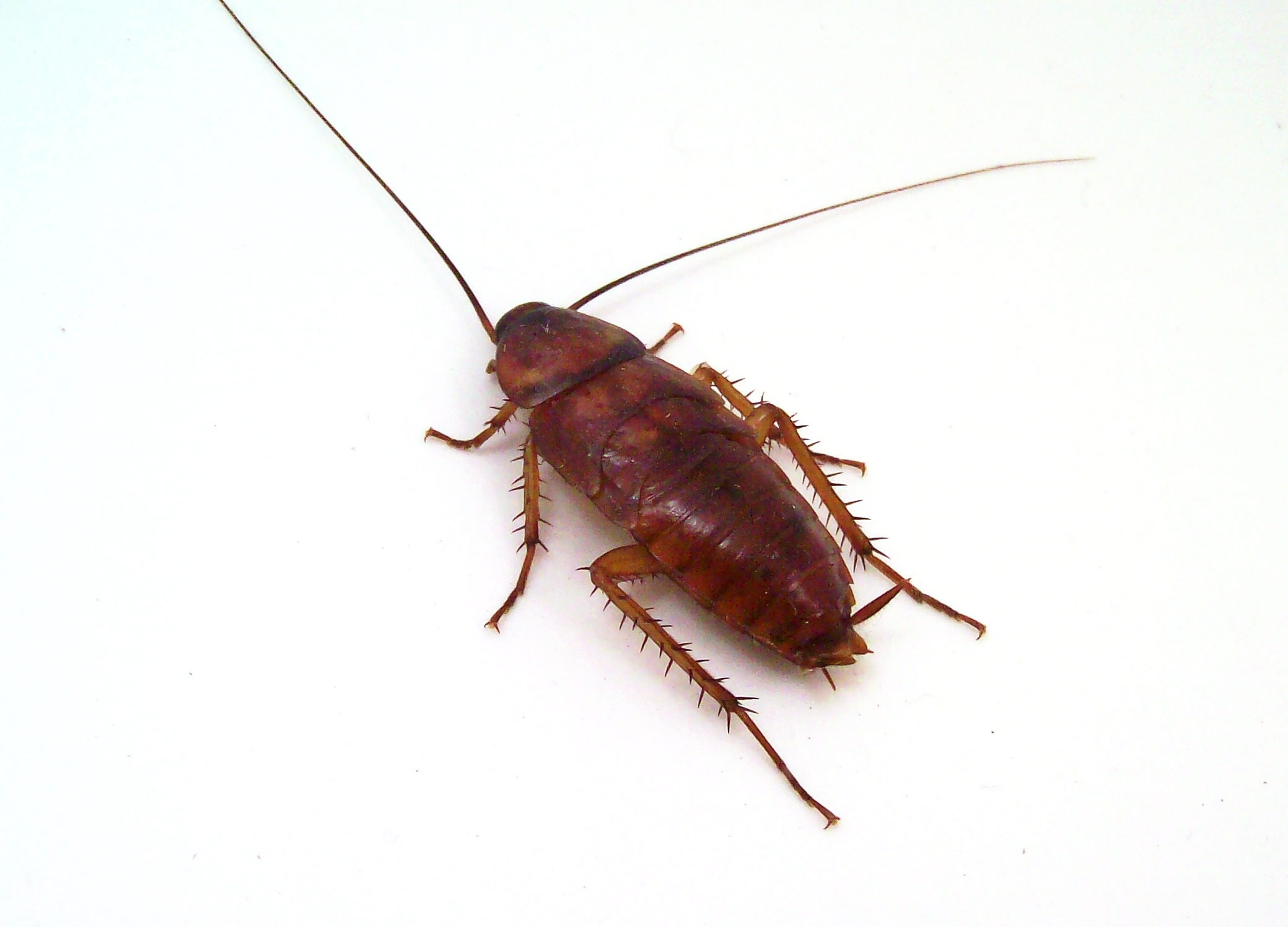 Insects