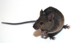 House Mouse (Mus domesticus)