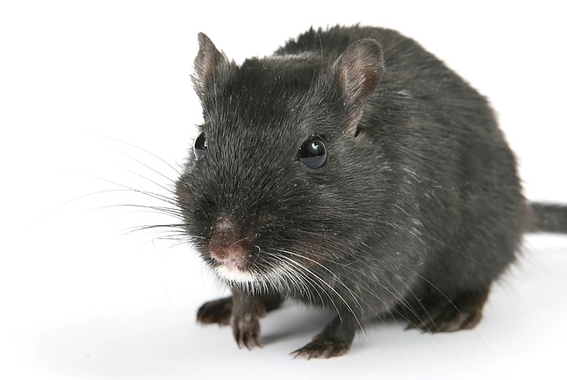 Rodents
